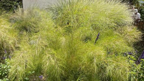 Bamboo Muhly "Muhlenbergia dumosa," used here as a 4-foot screen. (Sherry Goldman)